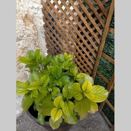 度假居 La Pena En 温克拉